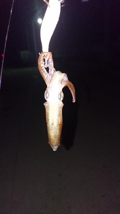 まだ釣れ釣れる