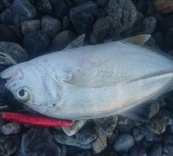 仁淀川河口サーフショアジギング