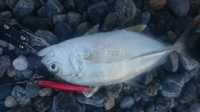 仁淀川河口サーフショアジギング