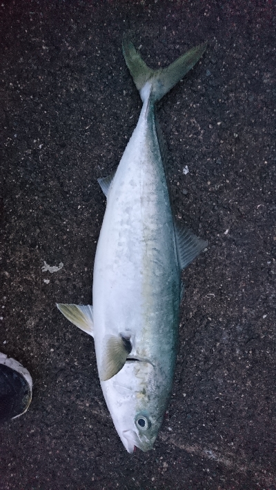 いつまで釣れるのか？