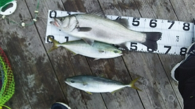 爆風ヒラスズキ！