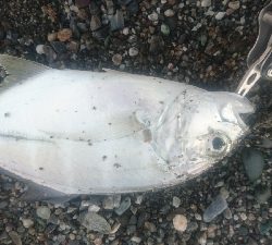 仁淀川河口サーフショアジギング