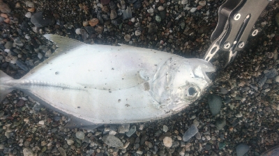 仁淀川河口サーフショアジギング