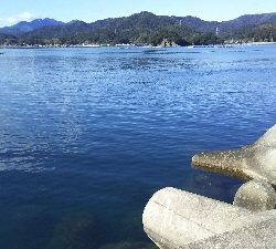 エサとりだらけ…