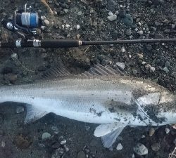 仁淀川河口ライトショアジギング