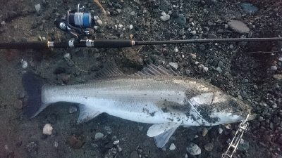 仁淀川河口ライトショアジギング