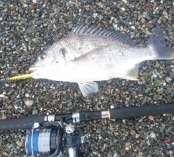 仁淀川河口サーフショアジギング