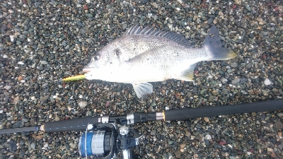 仁淀川河口サーフショアジギング