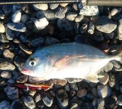 仁淀川河口サーフショアジギング