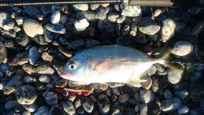 仁淀川河口サーフショアジギング