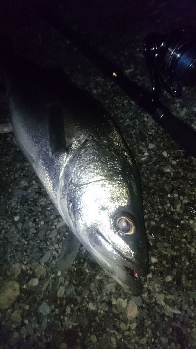 仁淀川河口サーフショアジギング