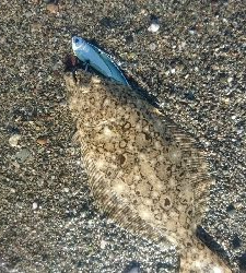 仁淀川河口サーフショアジギング