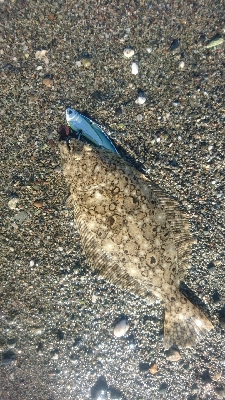 仁淀川河口サーフショアジギング