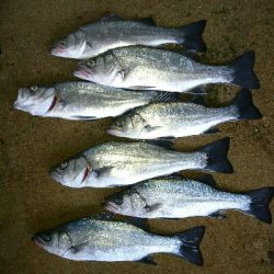 ヒラスズキ爆釣w