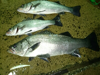 4キロ75センチのヒラスズキを釣った&#x…