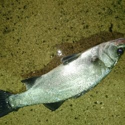 爆風の朝マズメにヒラスズキ釣果