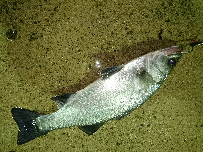 爆風の朝マズメにヒラスズキ釣果