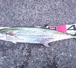 久々に青物の引きを堪能