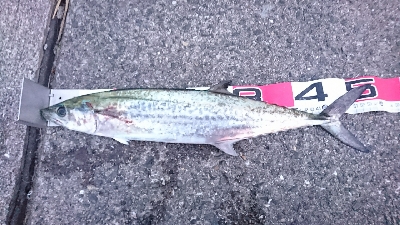 久々に青物の引きを堪能