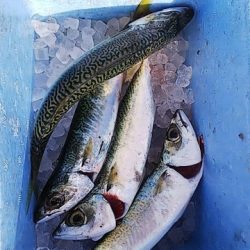 今日はダメダメです