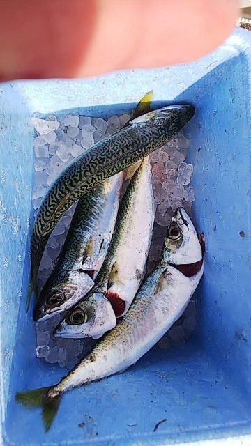 今日はダメダメです