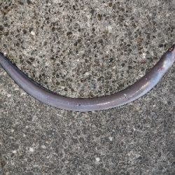 浦戸湾のアナゴ