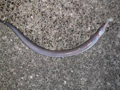 浦戸湾のアナゴ