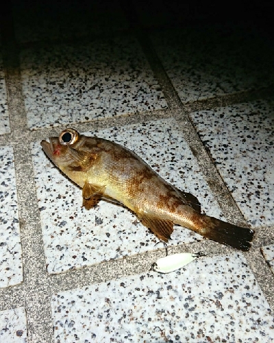 メバリング なかなかの渋さ