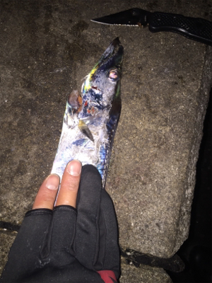 なんとか一本、貴重な一本