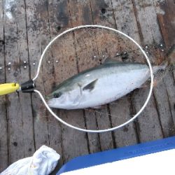 これが今年最後の海上釣堀