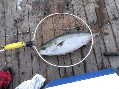 これが今年最後の海上釣堀