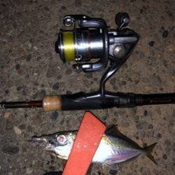 久々のアジング&メバリング