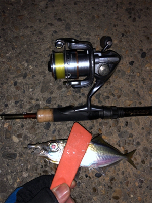 久々のアジング&メバリング