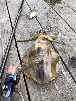 たぶん、アオリ納め