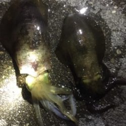 まだまだイカは小さかった