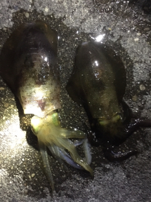 まだまだイカは小さかった