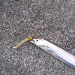 タチウオ終盤戦