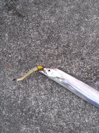 タチウオ終盤戦