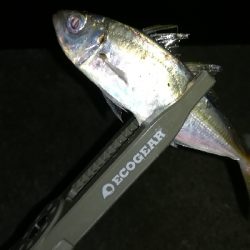 ナイトアジング