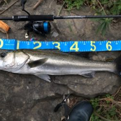 リバーシーバス最高です！