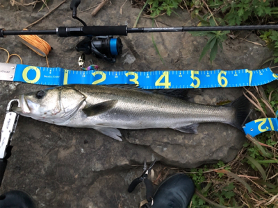 リバーシーバス最高です！