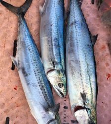 マイボートでサゴシ、ナブラ打ち!