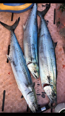 マイボートでサゴシ、ナブラ打ち！