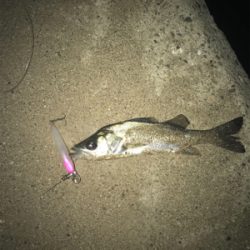 安定のチーバス祭り