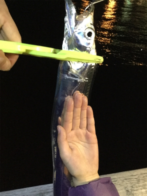 太刀魚ゲッターデビュー@南港