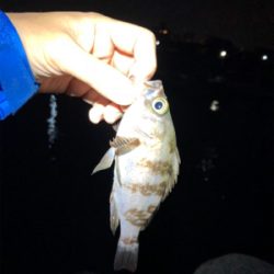 メバリング開幕