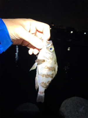 メバリング開幕