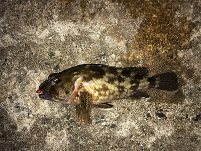 アーミーベイト(笑)。