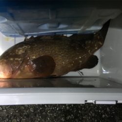 アジのノマセでアコウ