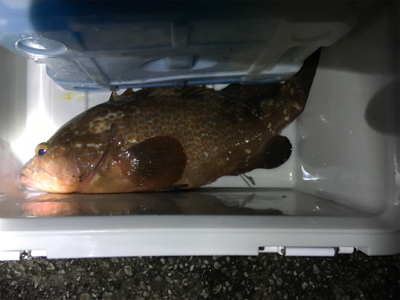 アジのノマセでアコウ